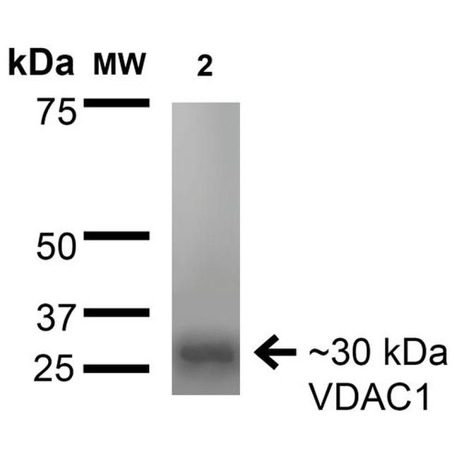 VDAC Antibody in Western Blot (WB)