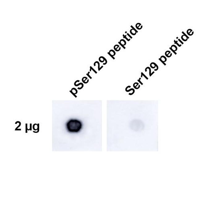 Phospho-alpha Synuclein (Ser129) Antibody in Dot Blot (DB)