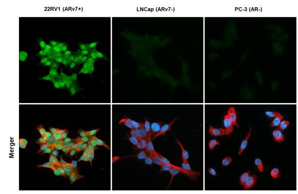 Androgen Receptor (ARv7 Splice Variant) Recombinant Monoclonal Androgen Receptor (ARv7 Splice Variant) Recombinant Monoclonal