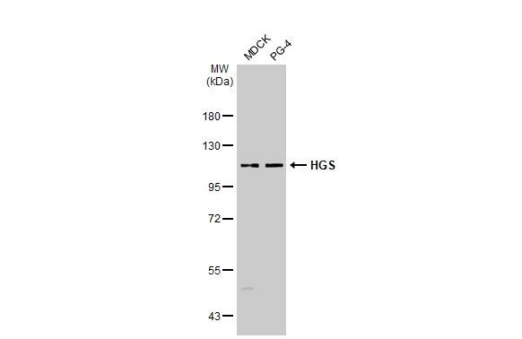 HGS Antibody in Western Blot (WB)