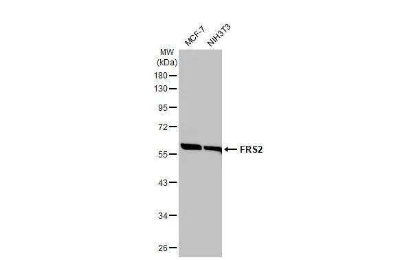 FRS2 Antibody in Western Blot (WB)
