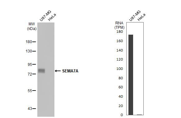 SEMA7A Antibody in Western Blot (WB)