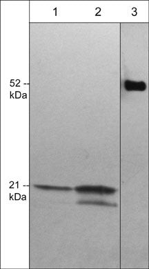 CDC42 Antibody in Western Blot (WB)