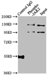 Phospho-JAK2 (Tyr1007, Tyr1008) Antibody in Immunoprecipitation (IP)