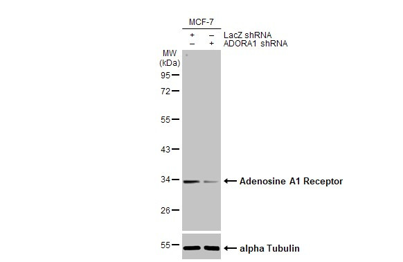ADORA1 Antibody in Western Blot (WB)