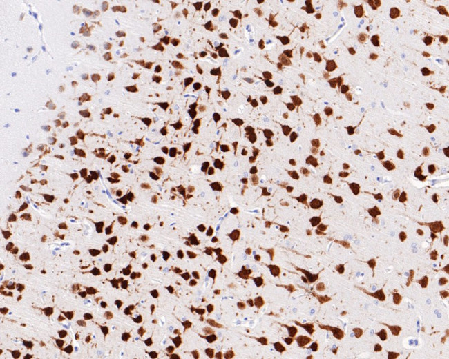 NeuN Antibody in Immunohistochemistry (Paraffin) (IHC (P))