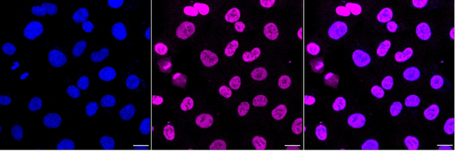 RUNX1/RUNX2/RUNX3 Antibody in Immunocytochemistry (ICC/IF)