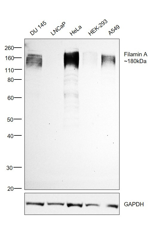 Filamin A Antibody