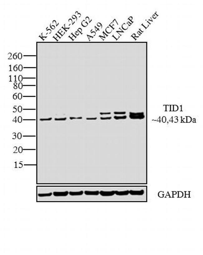 TID1 Antibody in Western Blot (WB)