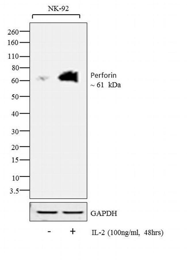 Perforin Antibody
