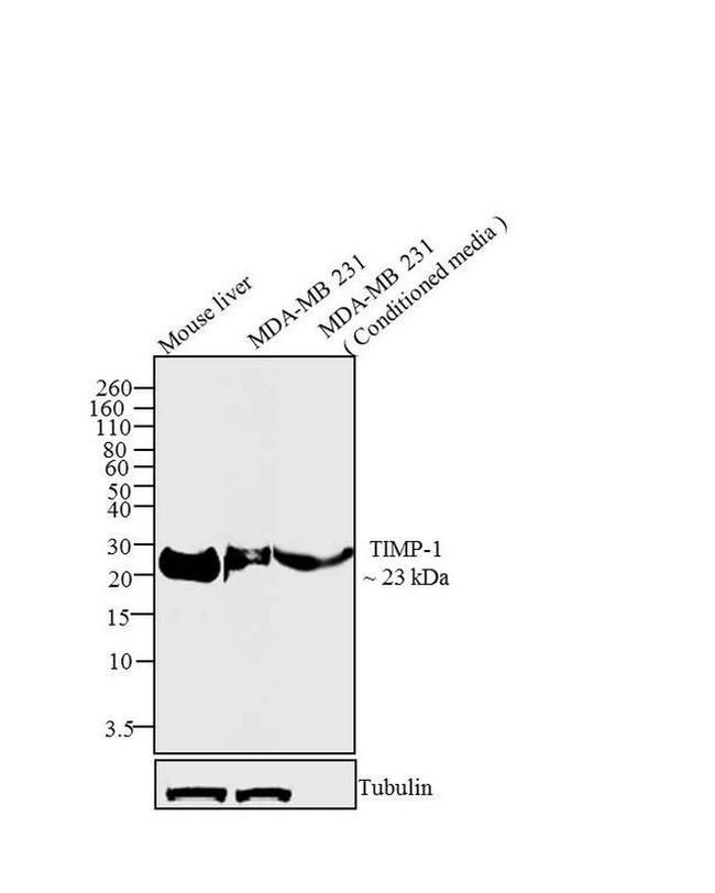 TIMP1 Antibody in Western Blot (WB)