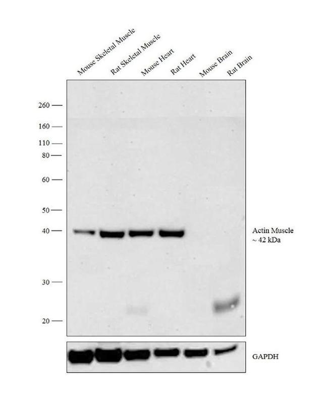 Actin Muscle Antibody in Western Blot (WB)