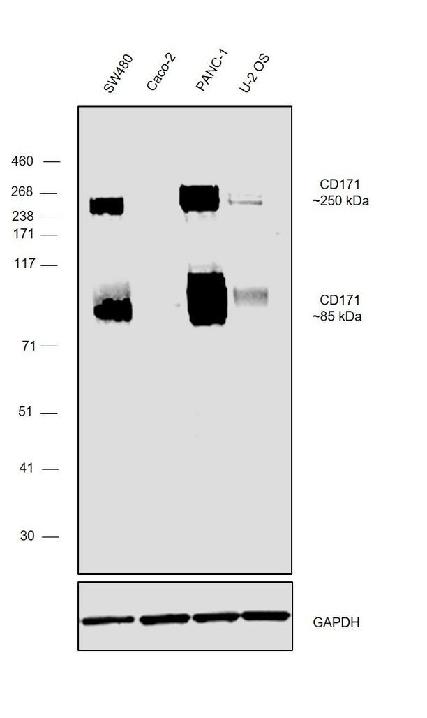 CD171 Antibody