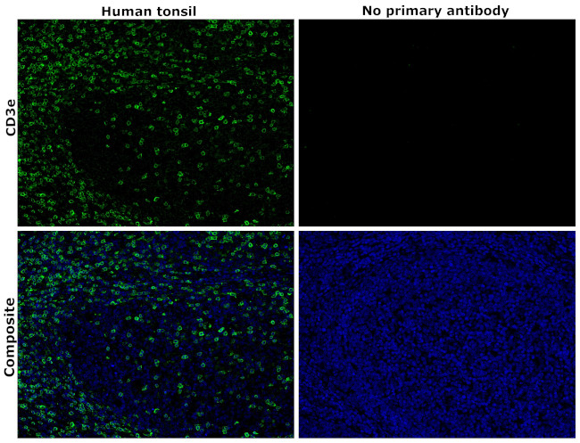 CD3e Antibody in Immunohistochemistry (Paraffin) (IHC (P))