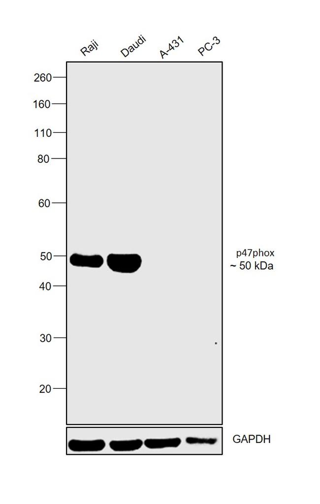 p47phox Antibody in Western Blot (WB)
