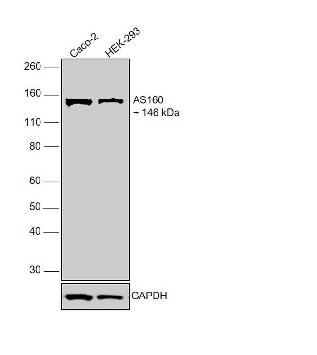 AS160 Antibody in Western Blot (WB)