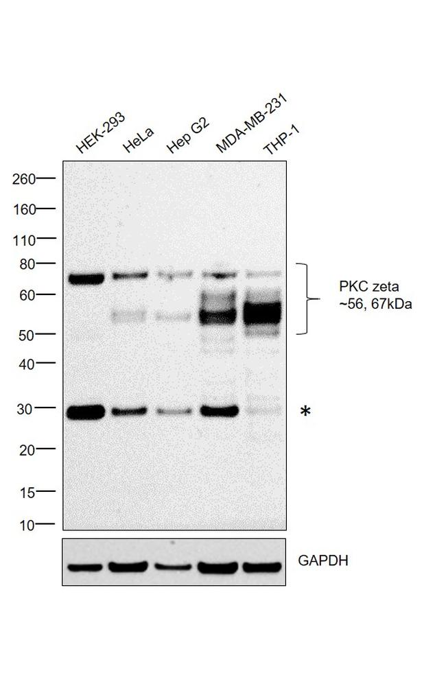 PKC zeta Antibody in Western Blot (WB)