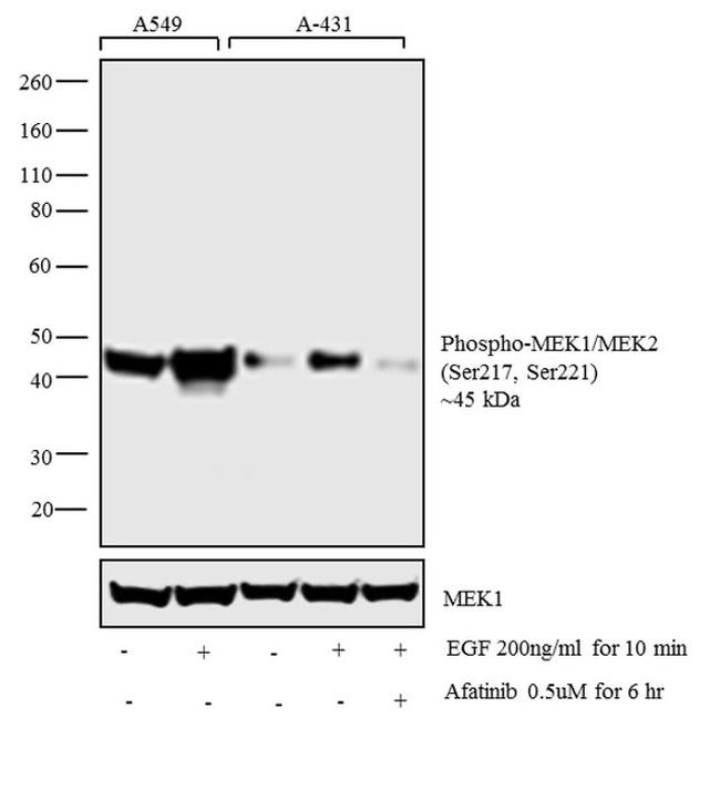 Phospho-MEK1/MEK2 (Ser217, Ser221) Antibody