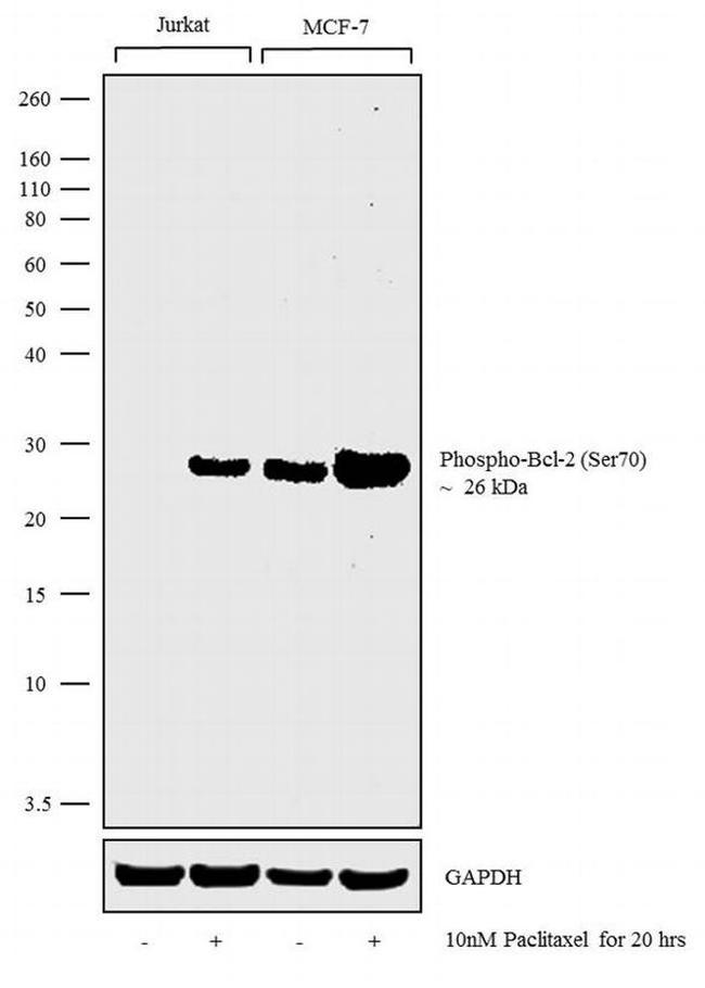 Phospho-Bcl-2 (Ser70) Antibody in Western Blot (WB)