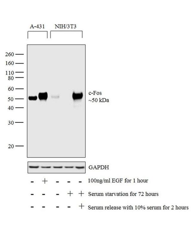 c-Fos Antibody in Western Blot (WB)