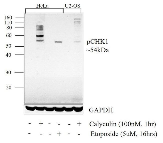 Phospho-CHK1 (Ser345) Antibody