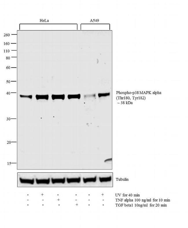 Phospho-p38 MAPK alpha (Thr180, Tyr182) Antibody