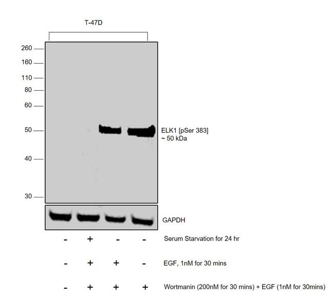 Phospho-ELK1 (Ser383) Antibody in Western Blot (WB)