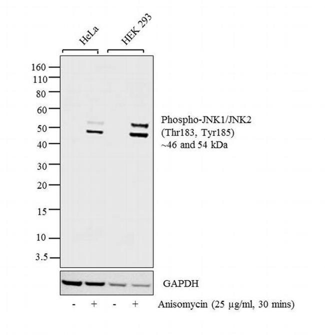 Phospho-JNK1/JNK2 (Thr183, Tyr185) Antibody