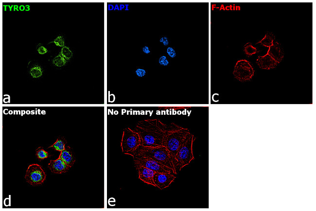 TYRO3 Antibody in Immunocytochemistry (ICC/IF)