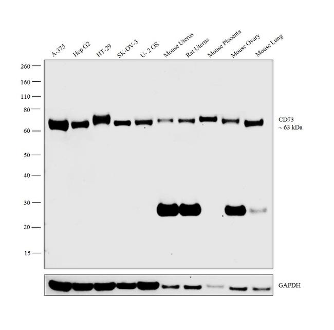 CD73 Antibody in Western Blot (WB)
