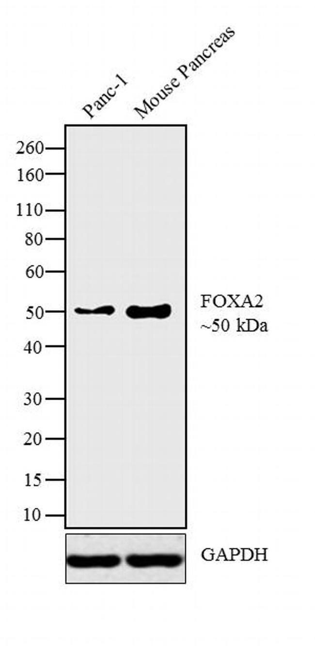 FOXA2 Antibody in Western Blot (WB)