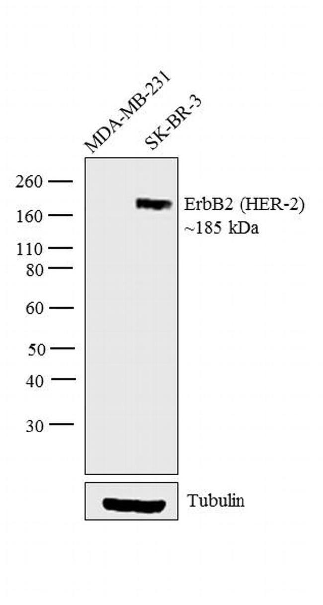 ErbB2 (HER-2) Antibody in Western Blot (WB)