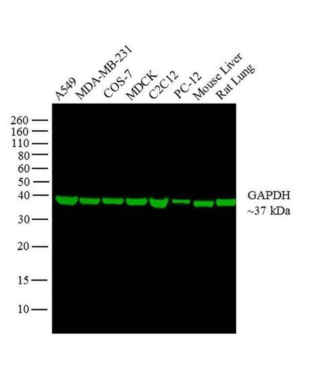 GAPDH Loading Control Antibody in Western Blot (WB)
