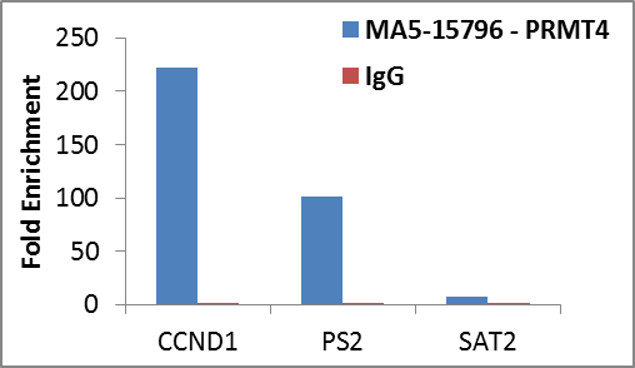 PRMT4 Antibody in ChIP assay (ChIP)