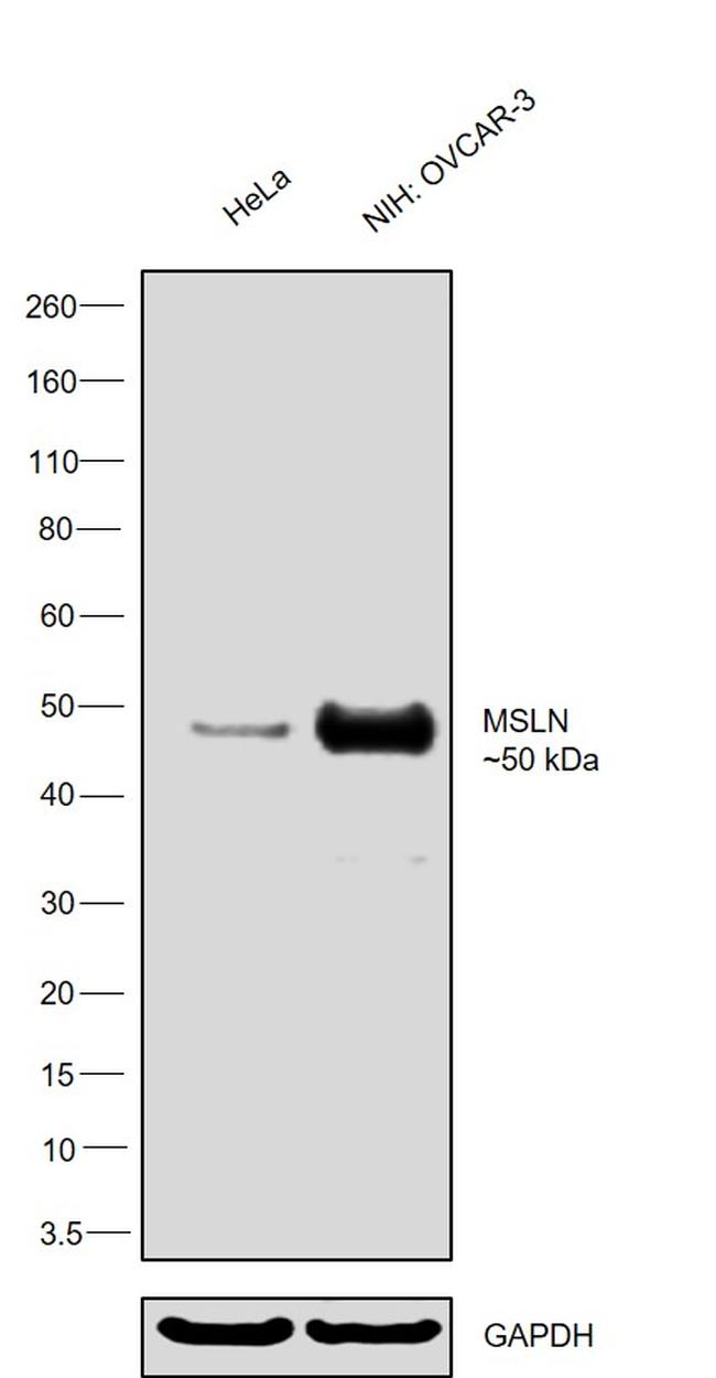 Mesothelin Antibody in Western Blot (WB)