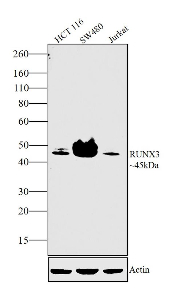 RUNX3 Antibody in Western Blot (WB)