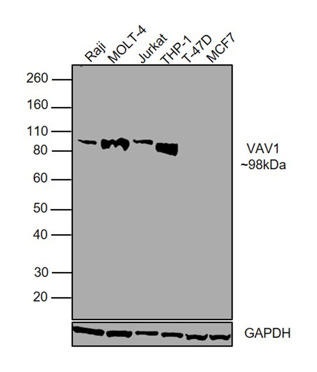 VAV1 Antibody