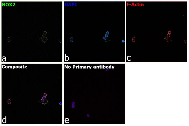 NOX2 Antibody in Immunocytochemistry (ICC/IF)