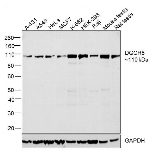 DGCR8 Antibody in Western Blot (WB)