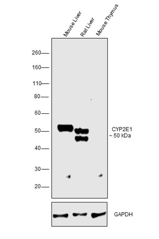 CYP2E1 Antibody in Western Blot (WB)