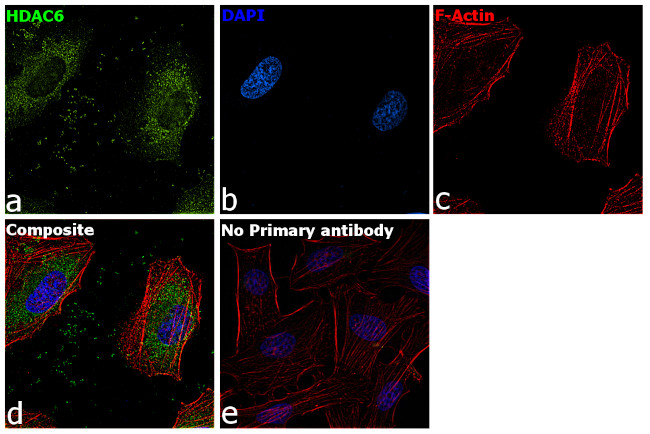 HDAC6 Antibody in Immunocytochemistry (ICC/IF)
