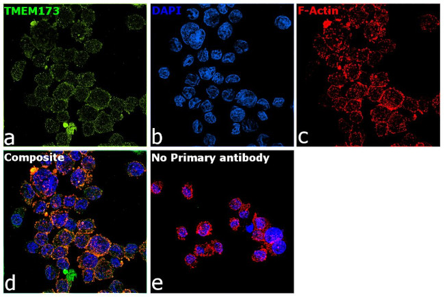 STING Antibody in Immunocytochemistry (ICC/IF)