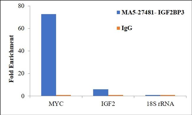 IGF2BP3 Antibody in RNA Immunoprecipitation (RIP)
