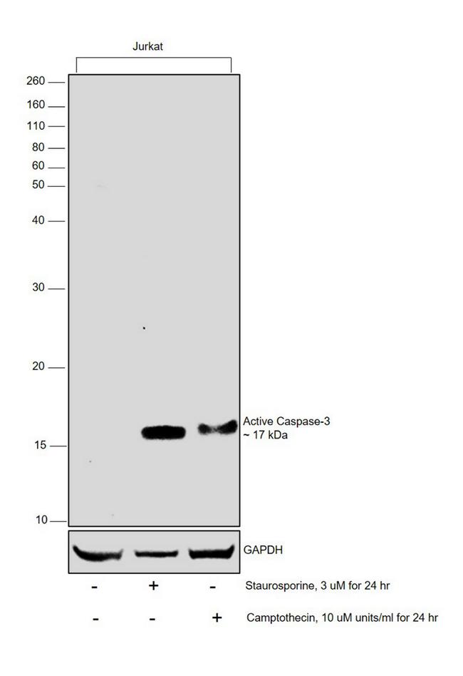 Active Caspase 3 Antibody in Western Blot (WB)