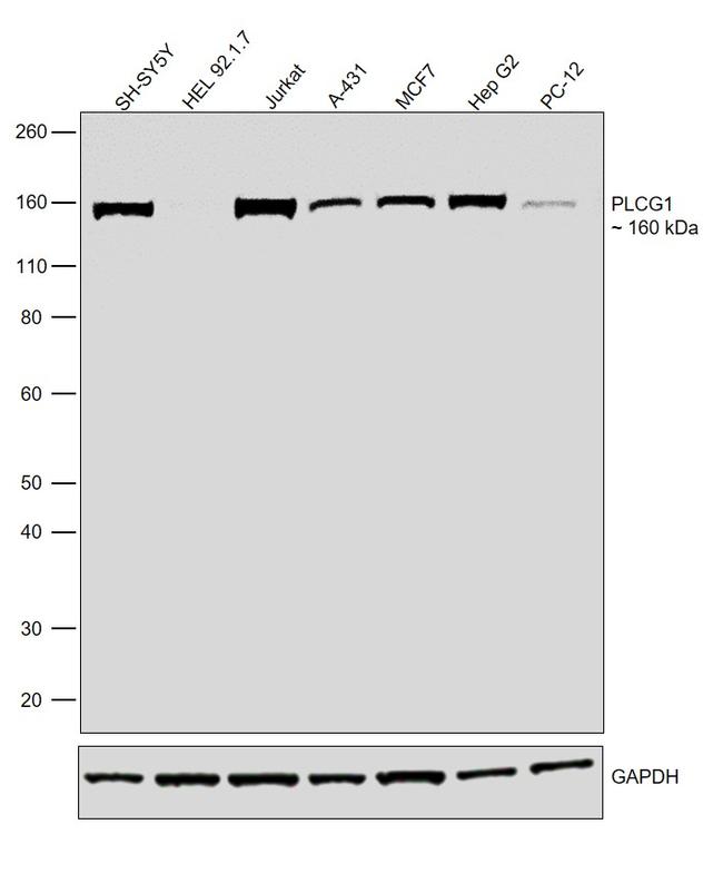 PLCG1 Antibody in Western Blot (WB)