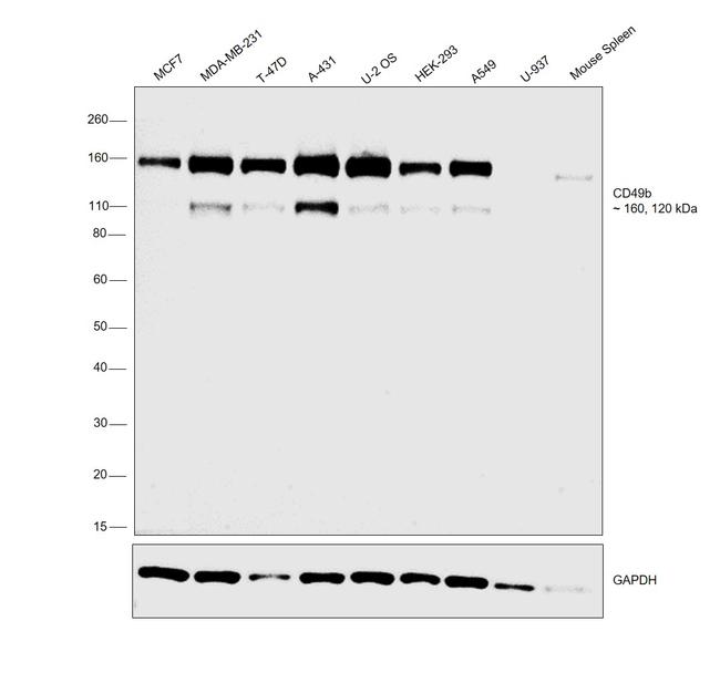 CD49b (Integrin alpha 2) Antibody in Western Blot (WB)
