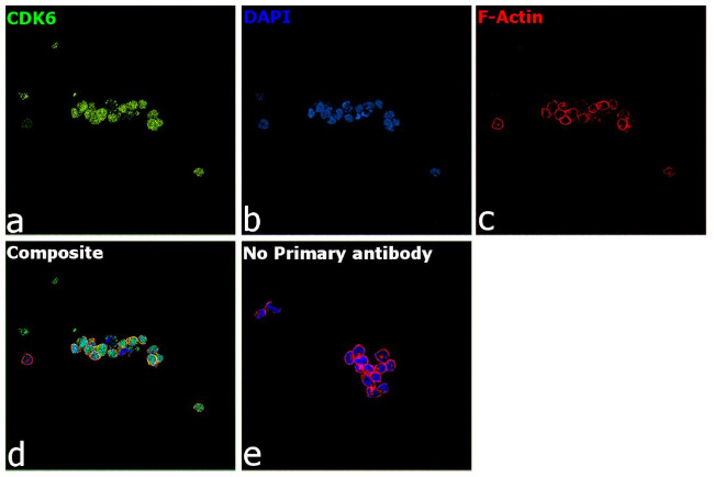 CDK6 Antibody in Immunocytochemistry (ICC/IF)