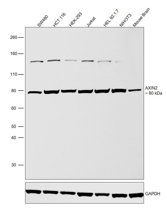 AXIN2 Antibody in Western Blot (WB)
