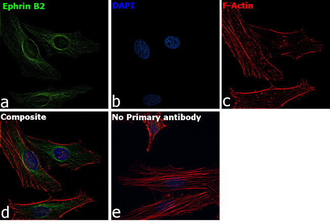 Ephrin B2 Antibody in Immunocytochemistry (ICC/IF)
