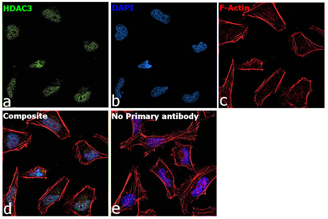 HDAC3 Antibody in Immunocytochemistry (ICC/IF)